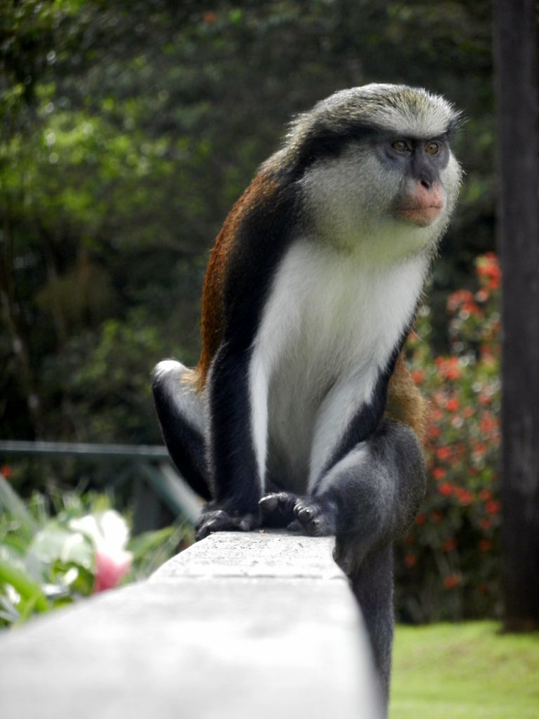 Grenada mona monkey