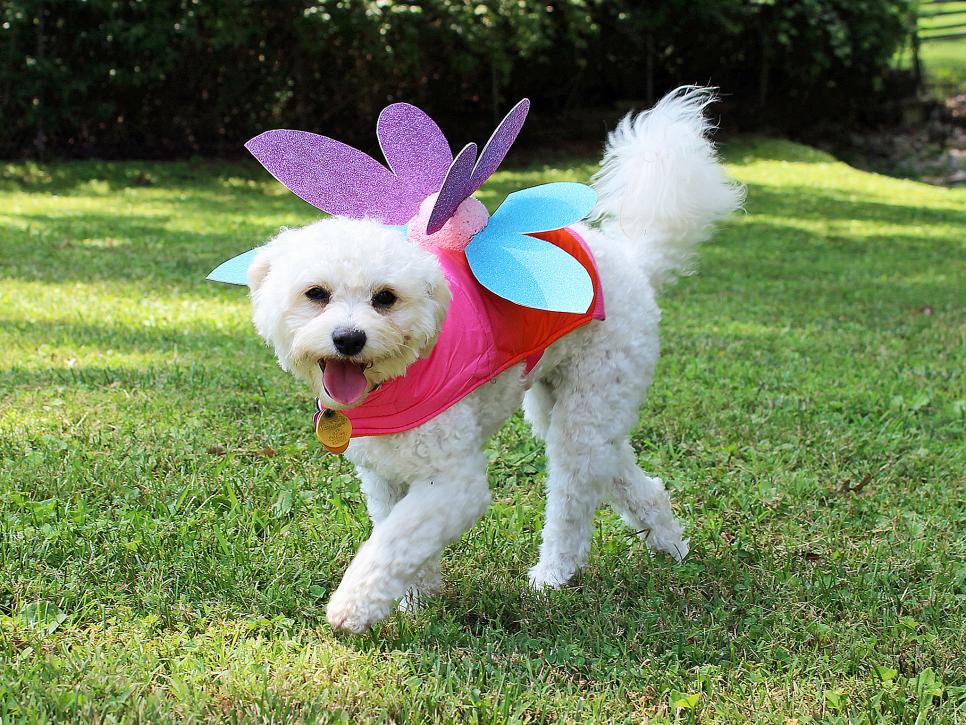 DIY dog costumes