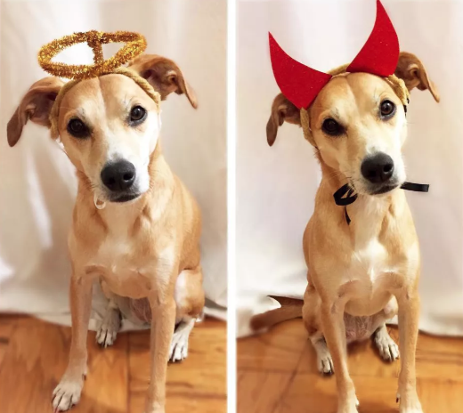 Dog Costumes Diy