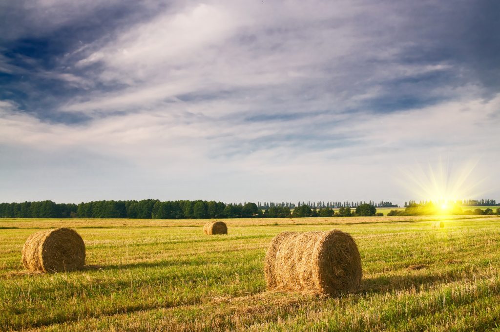 You Can Be a Rural Land Millionaire: Here Are 10 Ways to Buy Rural Land